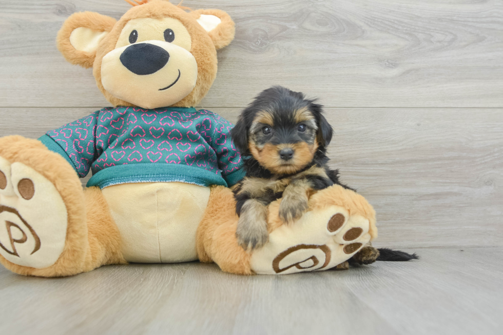 Funny Yorkie Poo Poodle Mix Pup