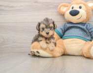 8 week old Yorkie Poo Puppy For Sale - Simply Southern Pups