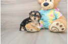 Yorkie Poo Pup Being Cute