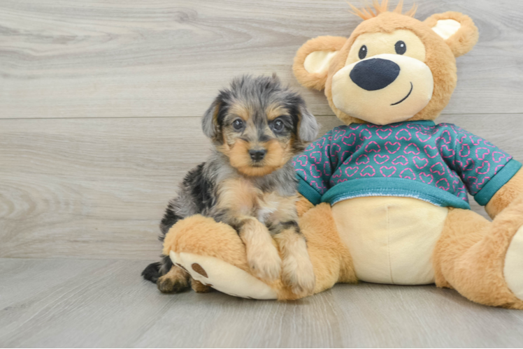 Yorkie Poo Pup Being Cute