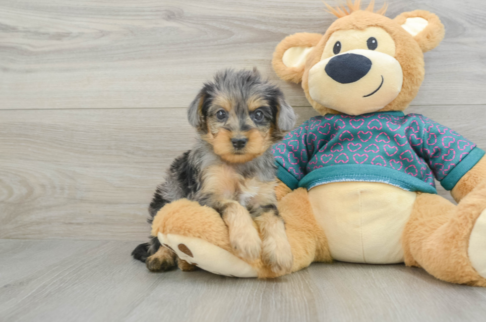 5 week old Yorkie Poo Puppy For Sale - Simply Southern Pups