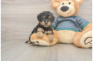Petite Yorkie Poo Poodle Mix Pup