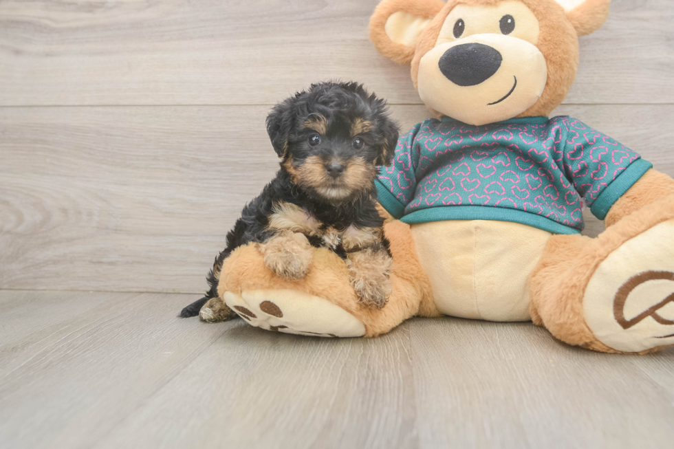 Petite Yorkie Poo Poodle Mix Pup