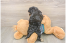 Yorkie Poo Puppy for Adoption