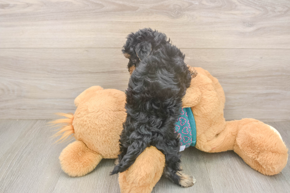 Yorkie Poo Puppy for Adoption