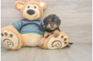 Yorkie Poo Pup Being Cute