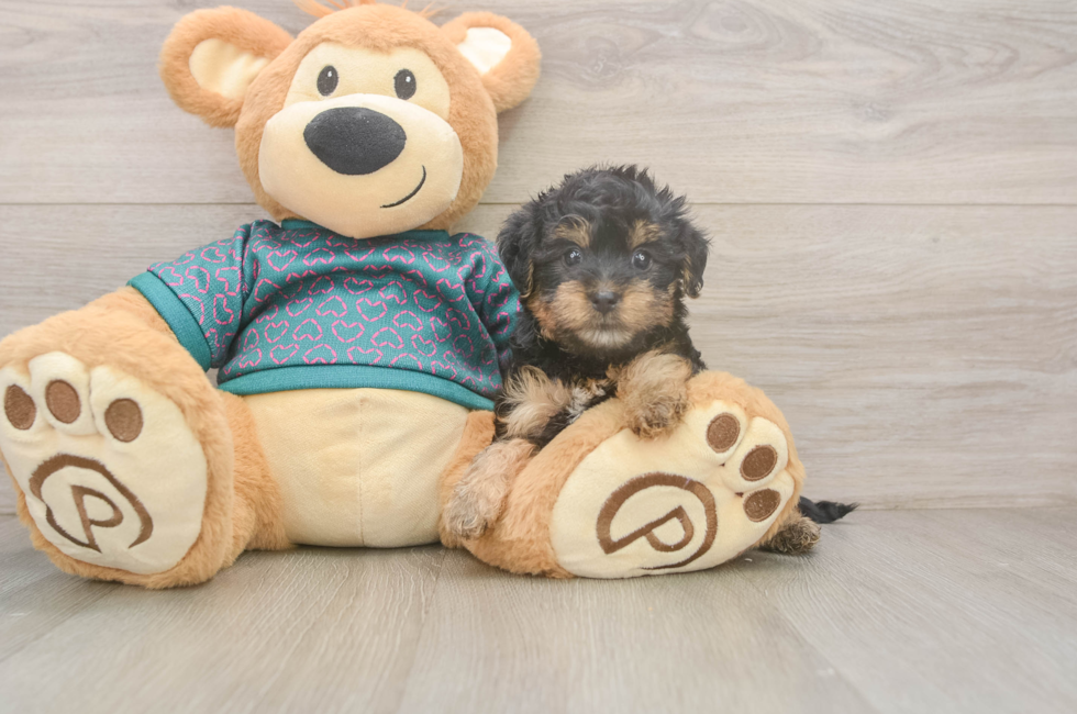 5 week old Yorkie Poo Puppy For Sale - Simply Southern Pups