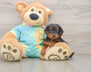 9 week old Yorkie Poo Puppy For Sale - Simply Southern Pups