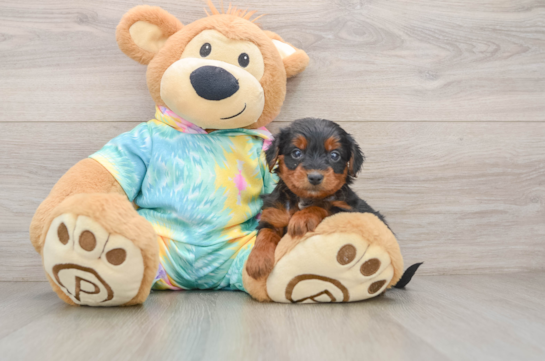 Funny Yorkie Poo Poodle Mix Pup