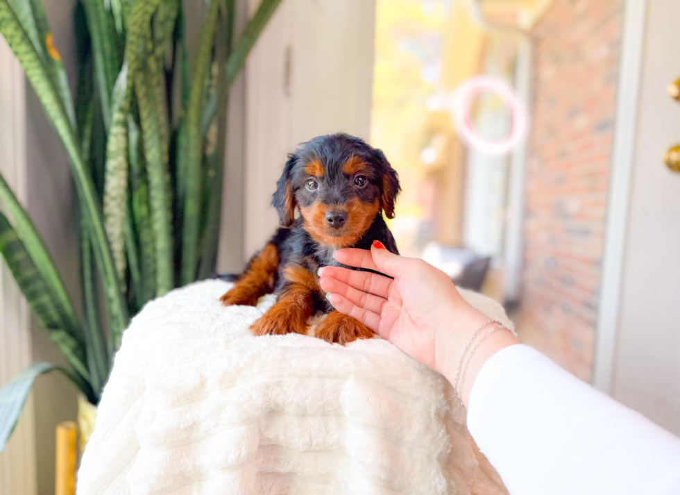 Best Yorkie Poo Baby