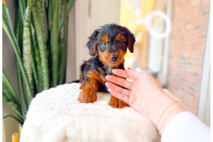 Yorkie Poo Puppy for Adoption
