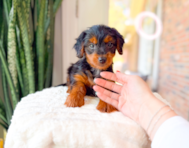 9 week old Yorkie Poo Puppy For Sale - Simply Southern Pups