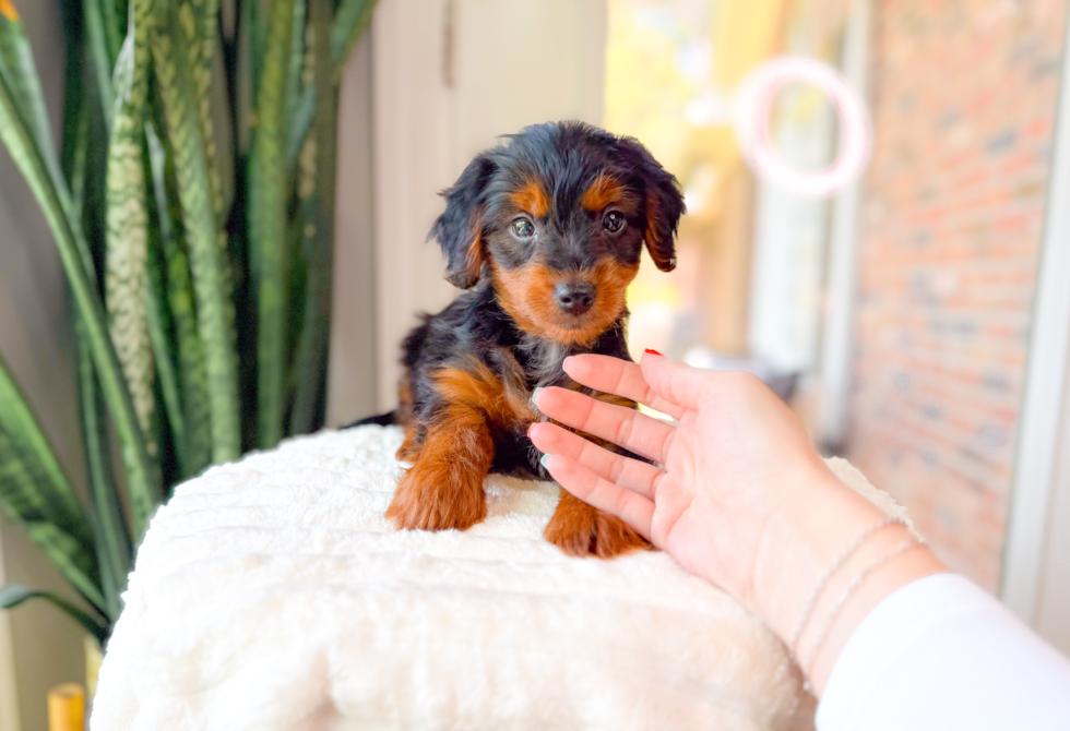 Yorkie Poo Puppy for Adoption
