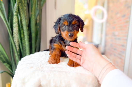 Yorkie Poo Puppy for Adoption
