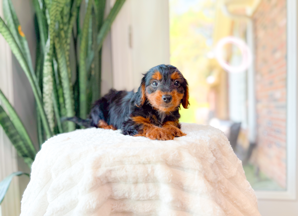 Cute Yorkie Doodle Poodle Mix Puppy
