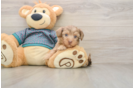 Petite Yorkie Poo Poodle Mix Pup