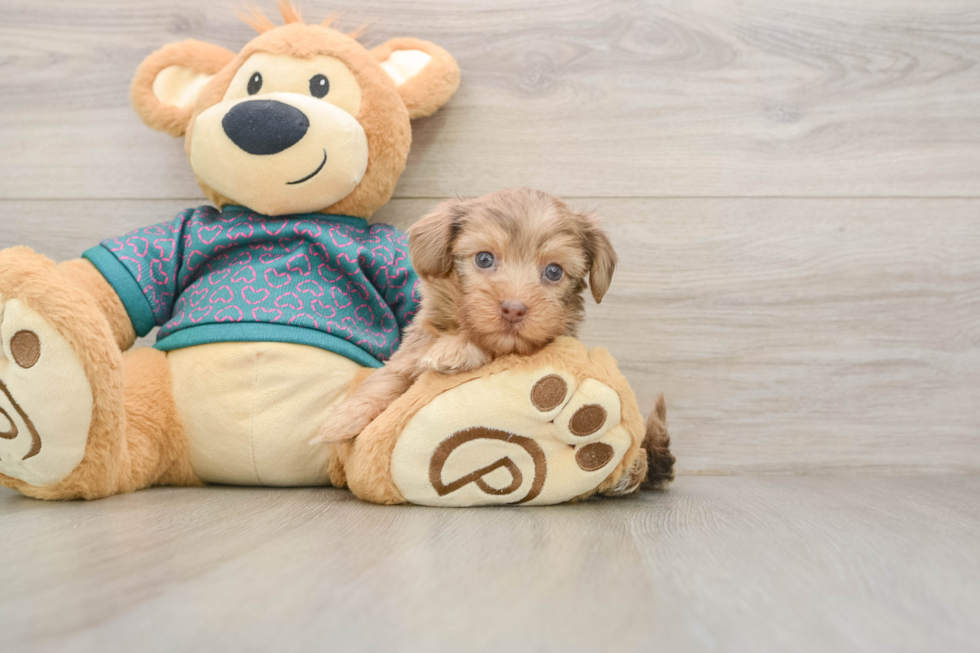 Petite Yorkie Poo Poodle Mix Pup