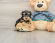 6 week old Yorkie Poo Puppy For Sale - Simply Southern Pups
