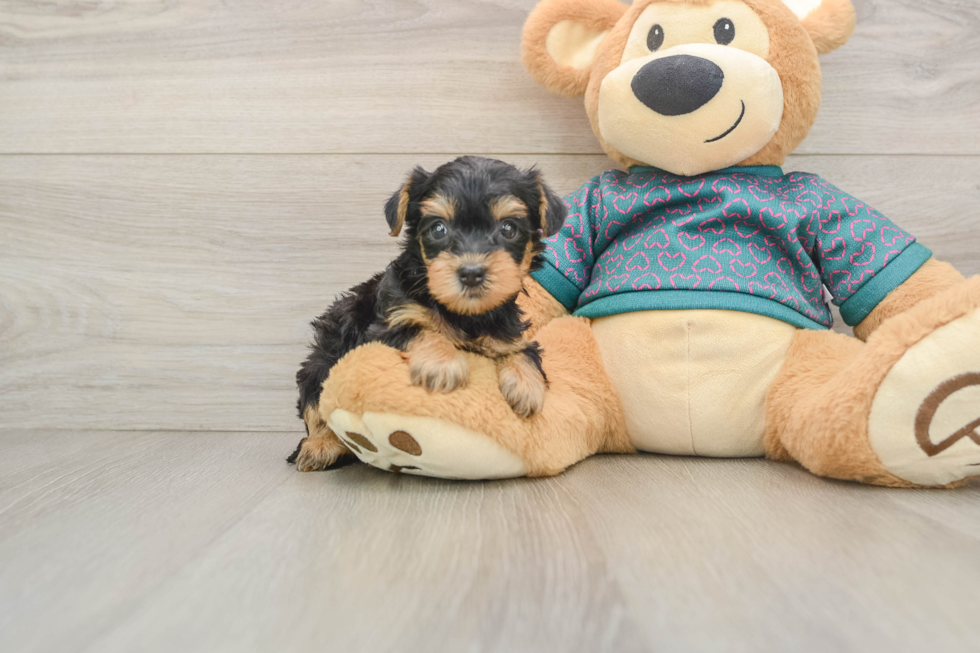 Best Yorkie Poo Baby