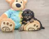 8 week old Yorkie Poo Puppy For Sale - Simply Southern Pups