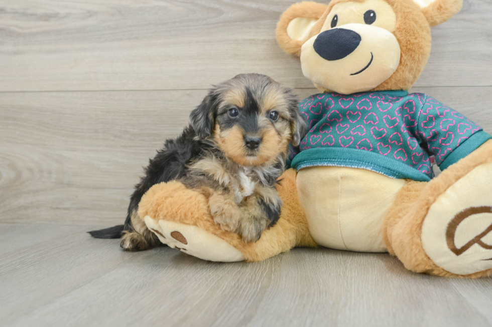 Funny Yorkie Poo Poodle Mix Pup