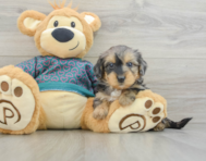 7 week old Yorkie Poo Puppy For Sale - Simply Southern Pups