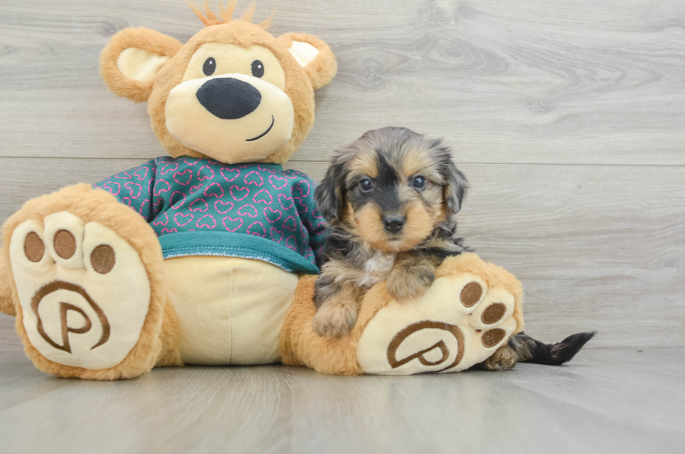 5 week old Yorkie Poo Puppy For Sale - Simply Southern Pups