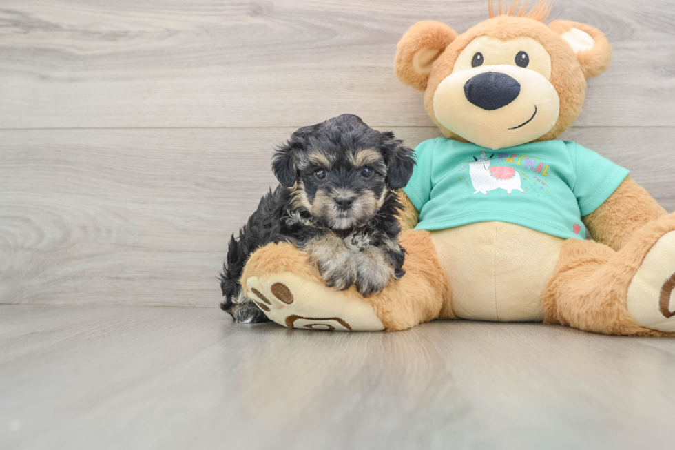 Small Yorkie Poo Baby