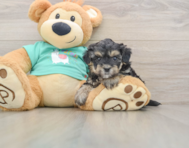 8 week old Yorkie Poo Puppy For Sale - Simply Southern Pups