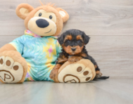 5 week old Yorkie Poo Puppy For Sale - Simply Southern Pups