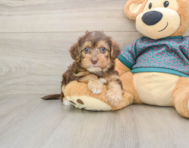 8 week old Yorkie Poo Puppy For Sale - Simply Southern Pups