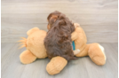 Petite Yorkie Poo Poodle Mix Pup