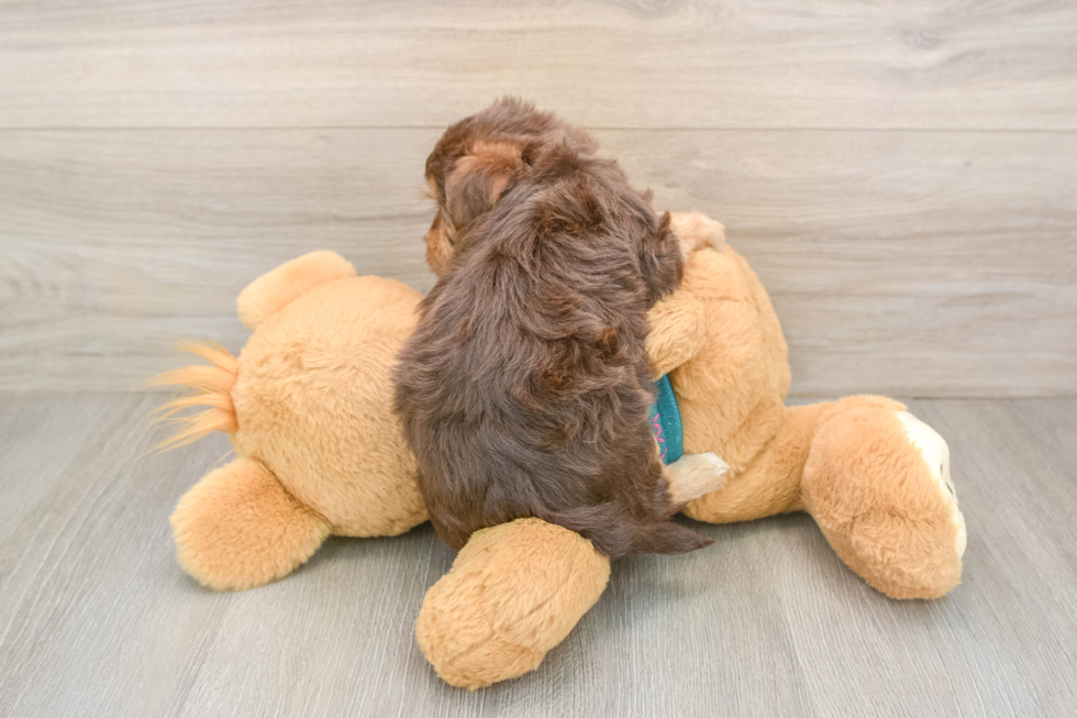 Petite Yorkie Poo Poodle Mix Pup