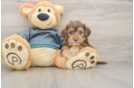 Popular Yorkie Poo Poodle Mix Pup