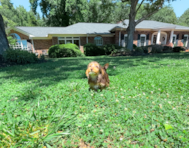 10 week old Yorkie Poo Puppy For Sale - Simply Southern Pups