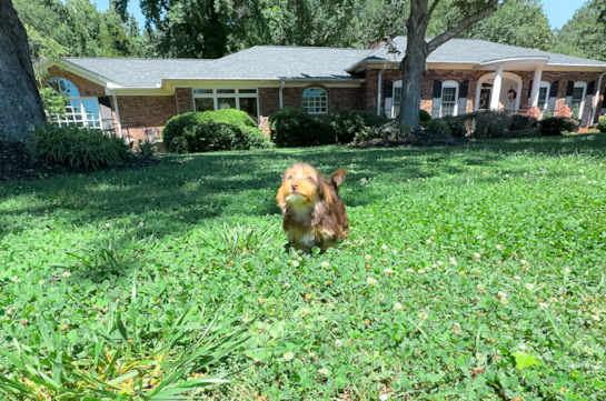 Best Yorkie Poo Baby
