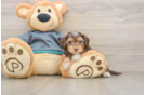 Happy Yorkie Poo Baby