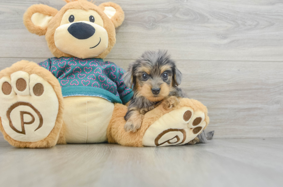 5 week old Yorkie Poo Puppy For Sale - Simply Southern Pups