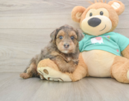 6 week old Yorkie Poo Puppy For Sale - Simply Southern Pups