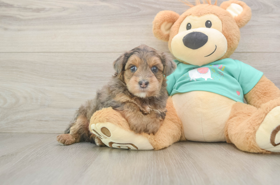 6 week old Yorkie Poo Puppy For Sale - Simply Southern Pups