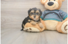 Best Yorkie Poo Baby
