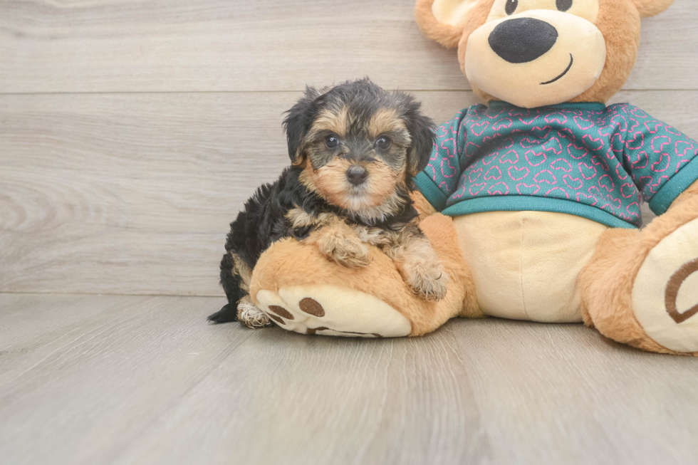 Best Yorkie Poo Baby