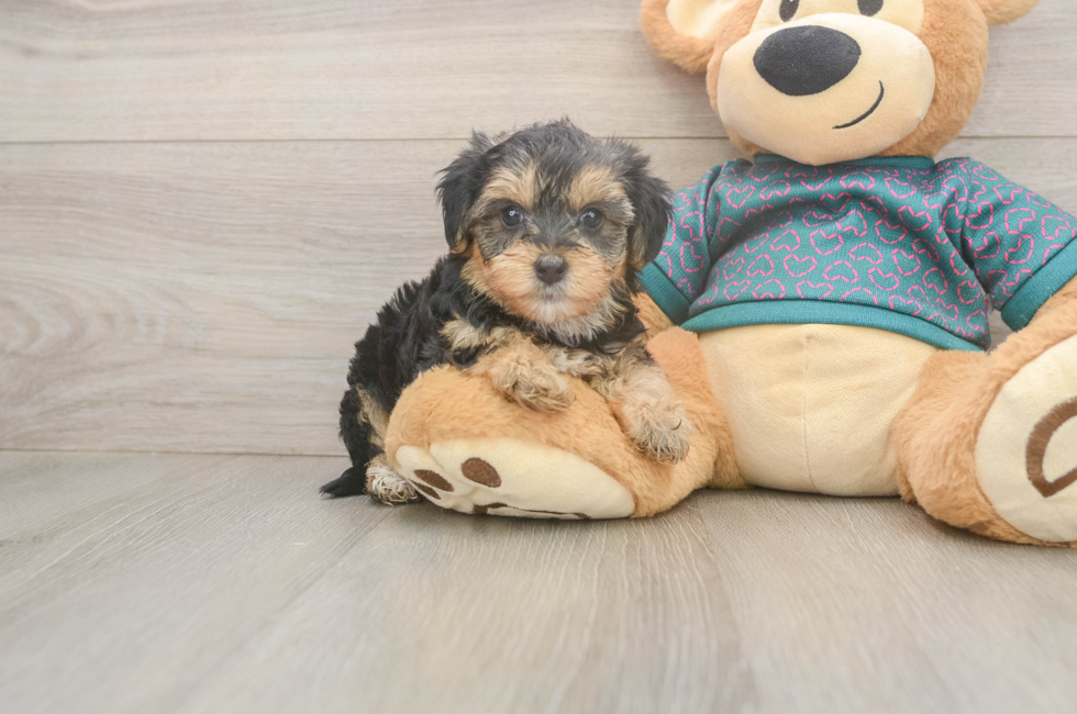 5 week old Yorkie Poo Puppy For Sale - Simply Southern Pups