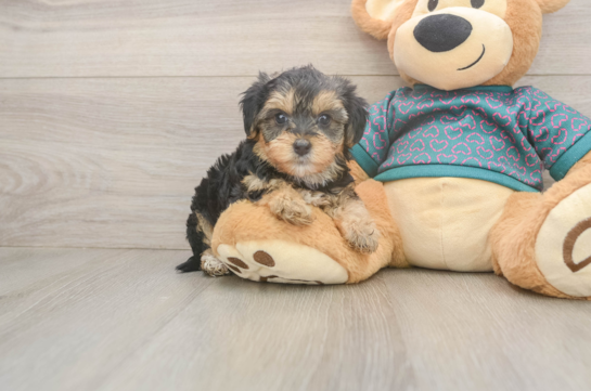Best Yorkie Poo Baby