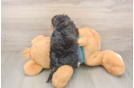 Petite Yorkie Poo Poodle Mix Pup