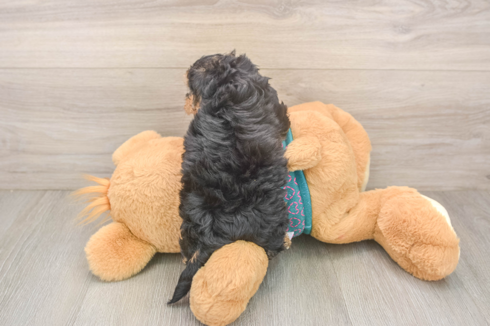 Petite Yorkie Poo Poodle Mix Pup