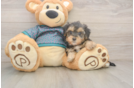 Yorkie Poo Puppy for Adoption