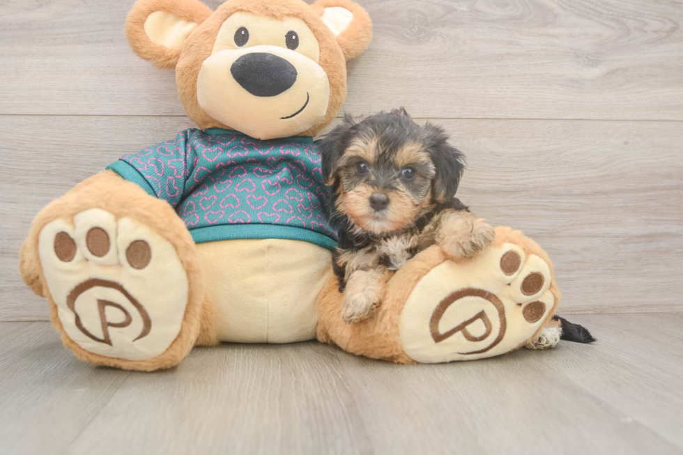 Yorkie Poo Puppy for Adoption