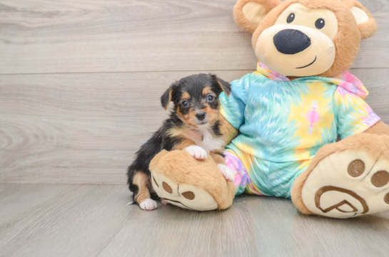 Adorable Yorkiedoodle Poodle Mix Puppy