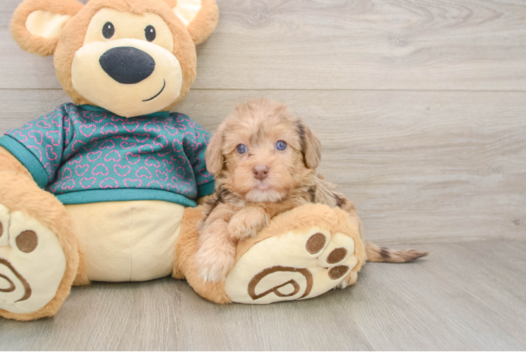 Friendly Yorkie Poo Baby